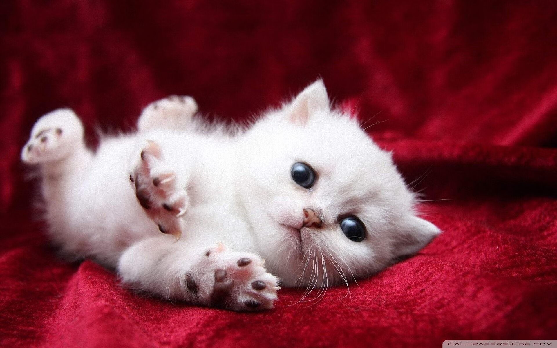 kaiyun体育app-摩纳哥蝶泳项目发挥稳定，2021摩纳哥游艇展